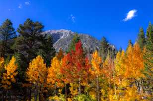 Aspens above Rock Creek Lake-4975.jpg Aspens above Rock Creek Lake-4975.jpg